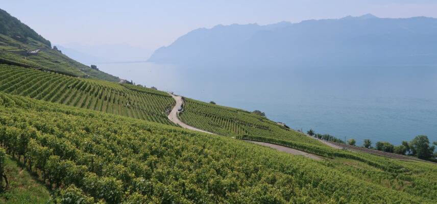 La splendeur du Lavaux, domaine viticole et terre de cyclisme / Crédits : Vélo 101