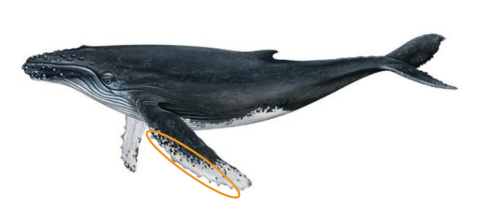 tubercules baleines à bosse